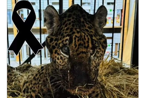 Fallece Pacus, jaguar rescatado en Pacula, Hidalgo