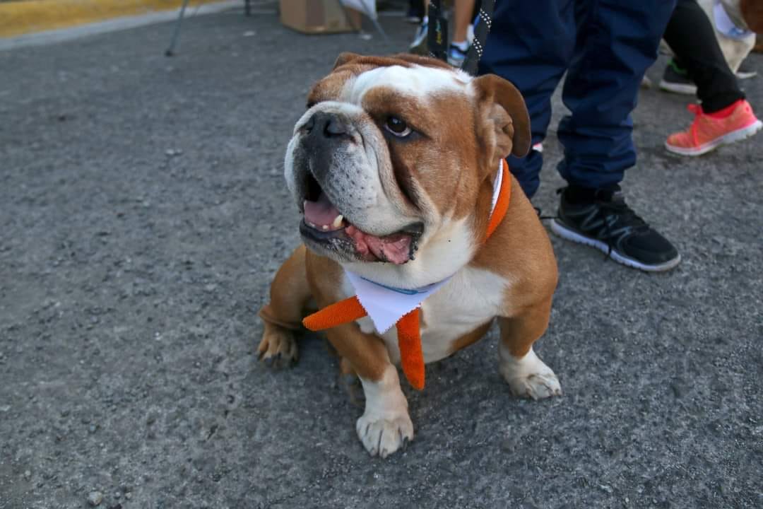 Más de dos mil personas en Hidalgo, han sido mordidas por animales en 2024