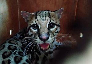 Liberan en Oaxaca a ocelote rehabilitado en Pachuca