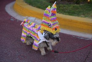 Pachuca celebra PerroFest con causa animal