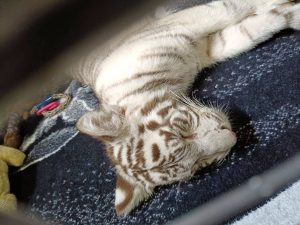 Traslada PROFEPA a cachorra de tigre de Bengala asegurada en CDMX a centro especializado