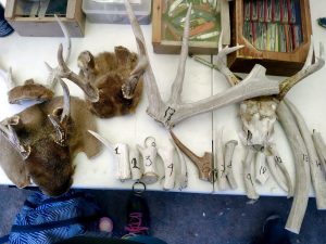 Aseguran en Actopan a tres loros y 28 productos derivados de vida silvestre