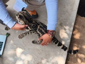 Tigrillo asegurado en Oaxaca será resguardado en Pachuca